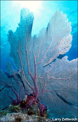 20110307-NOAA  reef Seafan_100.jpg